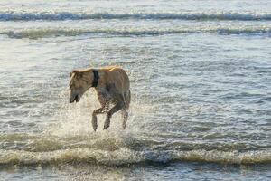 schattig windhond hond foto