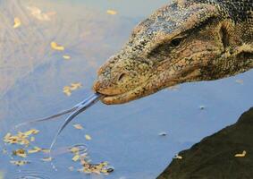 water toezicht houden op in Thailand foto