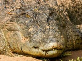 estuariene krokodil in Australië foto