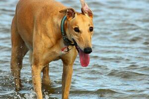 schattig windhond hond foto