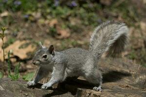 schattig grijs eekhoorn foto