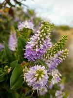 Hebe andersoni fabriek foto