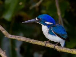 weinig ijsvogel in Australië foto