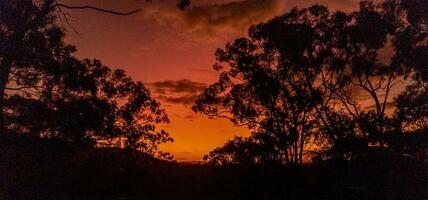 monteren karabijn, Queensland Australië foto