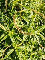 phormium tenax fabriek foto