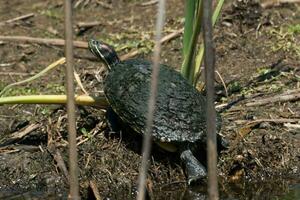 roodwang schildpad in Australië foto