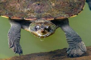 zaagbladig schildpad in Australië foto