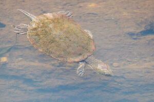 zaagbladig schildpad in Australië foto