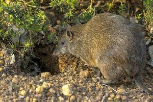 keer zuidelijk bruin bandicoot foto