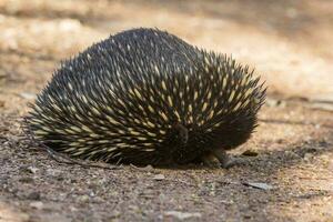 kortsnavelig echidna in Australië foto