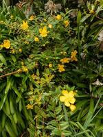 st John's wort fabriek foto