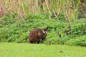 moeras wallaby in Australië foto