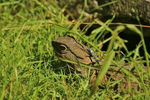 tuatara in nieuw Zeeland foto