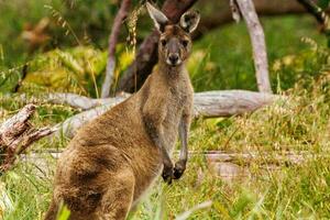 westelijke grijze kangoeroe foto