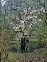 gewonnen wetlands, Victoria Australië foto