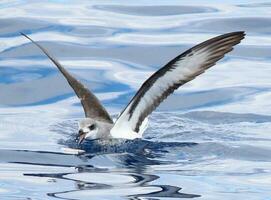 zwartvleugelig stormvogel in Australië foto