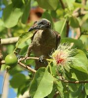 gehelmd monniksvogel in Australië foto