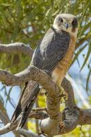 Australisch hobby in Australië foto