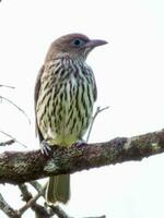 Australisch vijgenvogel in Australië foto