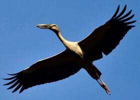 aziatische openbill ooievaar foto