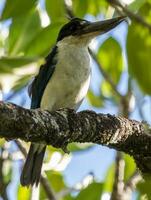 collared ijsvogel in Australië foto