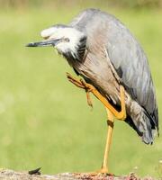 witvoorhoofd reiger in australasia foto