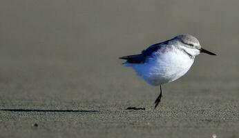 wrybill in nieuw Zeeland foto