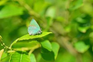 groene hairstreak vlinder macro afbeelding van lepidoptera foto