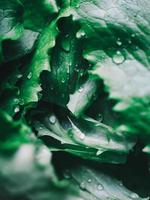 macroweergave van verse groene slabladeren met waterdruppels foto