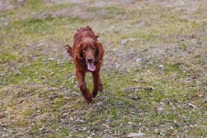 hond buiten spelen, familie beste vriend foto