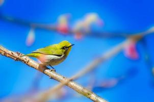 groene vogel blauwe achtergrond op de kersenbloesems foto