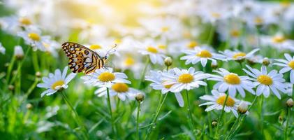 de geeloranje vlinder zit op de witroze bloemen in de groene grasvelden foto