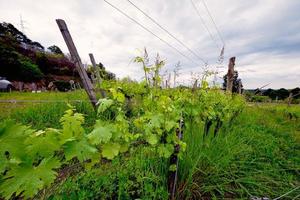 lentepanorama van de wijngaarden in het heuvelachtige wijngebied van Novarese
