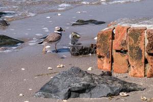 Bontbekplevier charadrius hiaticula Holywood Noord-Ierland Verenigd Koninkrijk foto