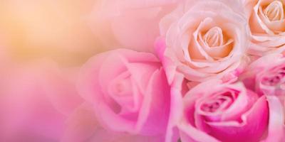 roze rozen achtergrond vervagen valentijn foto