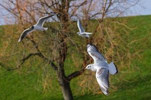 meeuw chroicocephalus ridibundus belfast waterwerken noord-ierland uk foto