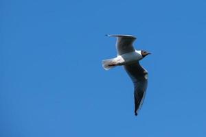 meeuw chroicocephalus ridibundus lagan rivier noord-ierland uk foto