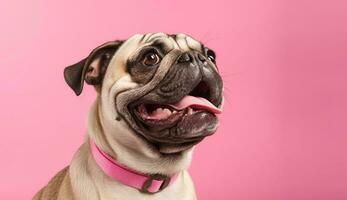 geïsoleerd mooi huisdier portret van hond foto