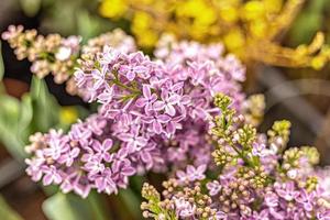 achtergrond van bloeiende takken van paarse lila. voorjaar. foto