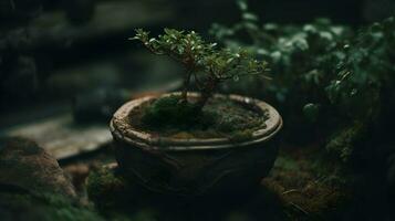 mooi bonsai fabriek Scherm in een keramisch pot buiten. ai gegenereerd foto