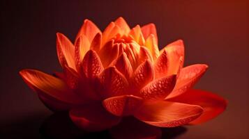 een perfect rood lotus bloem dichtbij omhoog macro schot Aan rood achtergrond studio schot. ai gegenereerd foto