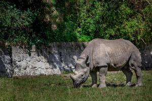 zwarte neushoorn in dierentuin foto