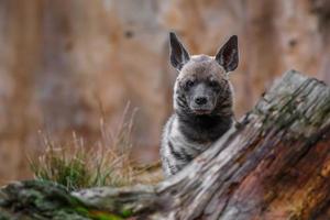 portret van gestreepte hyena foto