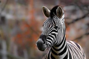 portret van zebra foto