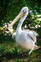 grote witte pelikaan foto