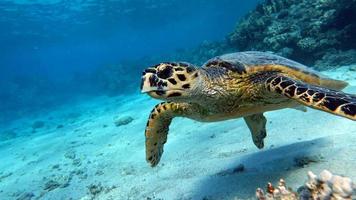 zeeschildpadden . grote rifschildpad .bissa.