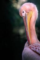 grote witte pelikaan foto