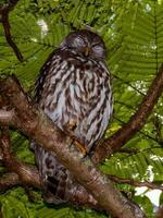 blaffen uil in Australië foto