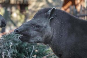 Zuid-Amerikaanse tapir foto