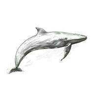 gebochelde walvis ai gegenereerd foto